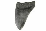Partial, Fossil Megalodon Tooth - South Carolina #168927-1
